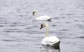 Swan on the water at golden sunset Royalty Free Stock Photo