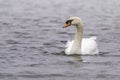 Swan on the water at golden sunset Royalty Free Stock Photo