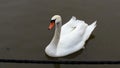 Swan on the water in Helsinki Royalty Free Stock Photo