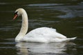 A swan on the water