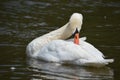 A swan on the water Royalty Free Stock Photo