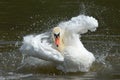 A swan on the water