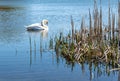 Swan on the water - lake with reeds Royalty Free Stock Photo