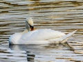 Swan water movement sun reflection nature