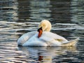 Swan water nature reflections relaxation Royalty Free Stock Photo