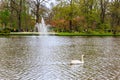 Swan on the water in a park with a fountain in the background Royalty Free Stock Photo