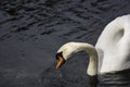 Swan on water portrait. Swan swimming on water. Close-up of swan