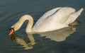 Swan on the water with reflection diving its beak Royalty Free Stock Photo