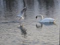 Swan on water and seagull landing on the surface Royalty Free Stock Photo