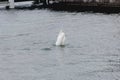 Swan in the water tail up Royalty Free Stock Photo