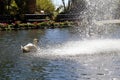 Swan & Waterfall in Monte Palace Tropical Garden, Funchal, Madeira Royalty Free Stock Photo