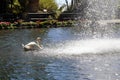 Swan & Waterfall in Monte Palace Tropical Garden, Funchal, Madeira Royalty Free Stock Photo