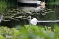 swan and waves on water surface with reflecting light