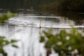 swan and waves on water surface with reflecting light