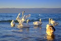 Swan waving wings among the flock
