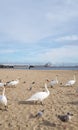 Swan whisperer at the beach Royalty Free Stock Photo