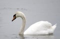 Swan Royalty Free Stock Photo