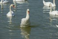 Swan white on Lake, Thailand.