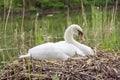 Swan white nest Royalty Free Stock Photo