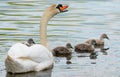 Swan. White swans. Goose. Swan family walking on water. Swan bird with little swans. Swans with nestlings