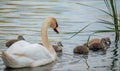 Swan. White swans. Goose. Swan family walking on water. Swan bird with little swans. Swans with nestlings Royalty Free Stock Photo