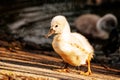 Swan. White swans. Goose. Swan family walking on water. Swan bird with little swans. Swans with nestlings Royalty Free Stock Photo