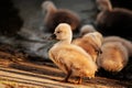 Swan. White swans. Goose. Swan family walking on water. Swan bird with little swans. Swans with nestlings Royalty Free Stock Photo