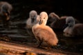 Swan. White swans. Goose. Swan family walking on water. Swan bird with little swans. Swans with nestlings Royalty Free Stock Photo