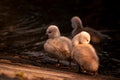 Swan. White swans. Goose. Swan family walking on water. Swan bird with little swans. Swans with nestlings