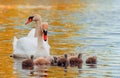 Swan. White swans. Goose. Swan family walking on water. Swan bird with little swans. Swans with nestlings