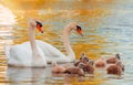 Swan. White swans. Goose. Swan family walking on water. Swan bird with little swans. Swans with nestlings