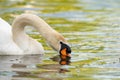 Swan. White swans. Goose. Swan family walking on water. Swan bird with little swans. Swans with nestlings