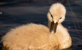 Swan. White swans. Goose. Swan family walking on water. Swan bird with little swans. Swans with nestlings Royalty Free Stock Photo