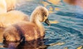 Swan. White swans. Goose. Swan family walking on water. Swan bird with little swans. Swans with nestlings Royalty Free Stock Photo