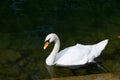 White Swan In Strasbourg