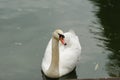 swan swimming in the pool