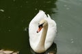 White swan swimming in the pool