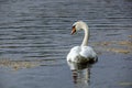 Swan - a white water bird from the Cygnini tribe