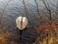 Swan in winter loch nature morning