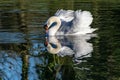 Swan in winter with outstretched feathers and reflection in clear water Royalty Free Stock Photo