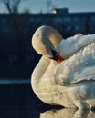 Swan winter Strkovec lake Royalty Free Stock Photo