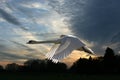 Swan in a wintry sunset Royalty Free Stock Photo