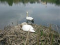 Swan& x27;s nest in Italy