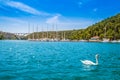 Swan and yachts at pier in Skradin in Krka National Park, Croatia. Sibenik bridge over Krka River