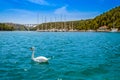 Swan and yachts at pier in Skradin in Krka National Park, Croatia. Sibenik bridge over Krka River Royalty Free Stock Photo