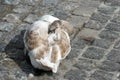 Swan, young bird, crouched on the pavement. Its beak is tucked under one wing. Royalty Free Stock Photo