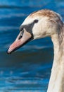 Swan young head detail eye beak blue background water river