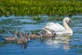 Swan and youngsters swimming in the Danube Delta, Romania