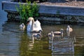 Swan with your fledglings Royalty Free Stock Photo