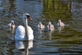 Swan with your fledglings Royalty Free Stock Photo
